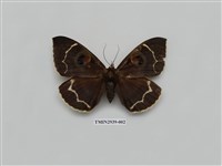 藏品(夜蛾279)的圖片